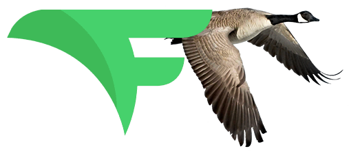 v V Shape Birds