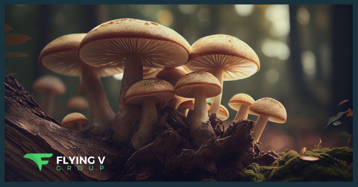 Marketing Magic Mushrooms in a Complex Legal and Regulatory Landscape